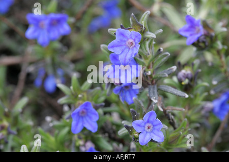 Cynoglossum amabile cinese alti non ti scordar di me dimenticare-me-non pianta con cinque petali e fiori blu Foto Stock