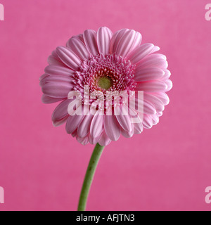 GERBERA ROSA Foto Stock