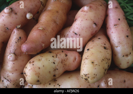 Solanum tuberosum 'Rosa Abete Apple'. AGM Maincrop patate. Foto Stock