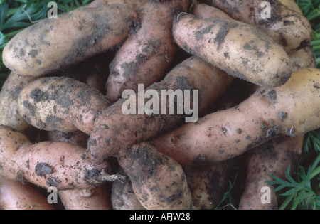 Solanum tuberosum 'Rosa Abete Apple'. AGM appena scavato maincrop patate. Foto Stock