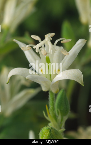 Tricyrtis 'White Torri". Toad lily. Foto Stock