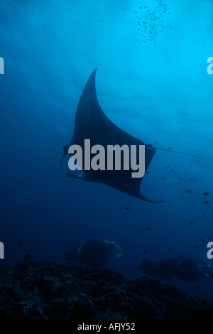 Maldive tre giganteschi manta ray manta birostris Foto Stock