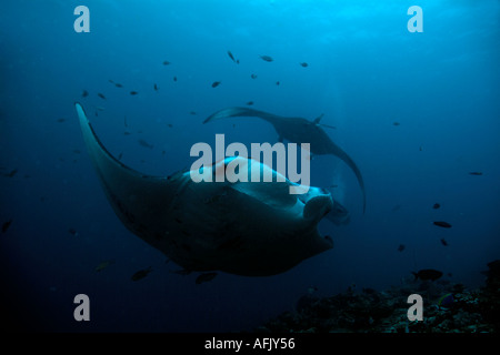 Maldive un gigante manta ray manta birostris Foto Stock