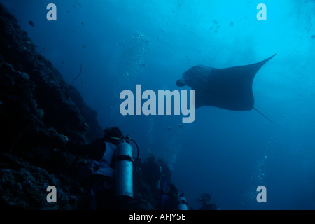 Maldive Atollo del Nord di male lanka gruppo di subacquei guardando un gigante manta ray Foto Stock