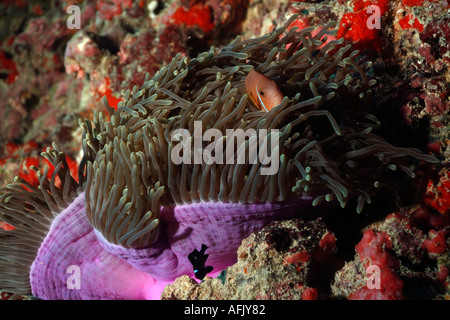 Blackfoot Anemonefish / pesce pagliaccio (Amphiprion nigripes) ospitato in una magnifica anemone marittimo. Foto Stock