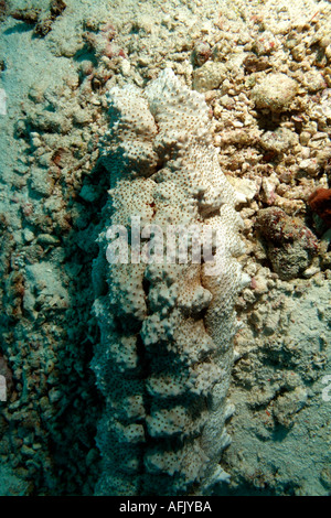 Maldive Faadhippolhu Atoll da Fushi Faru un orrendo cetriolo marittimo sul fondale Stichopus Horrens Foto Stock