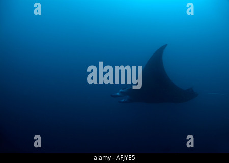 Maldive faadhippolhu atoll da fushi faru un gigante manta ray manta birostris Foto Stock