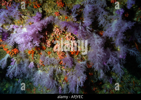 Maldive Faadhippolhu Atoll da Fushi Faru Mauve pungenti Soft Coral Dendronephthya Sp Nephtheidae Foto Stock