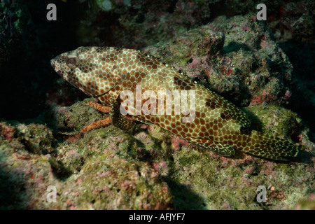 Marrone unte modellato il raggruppatore (Epinephelus tauvina) nuota su un fondale, da Fushi Faru, Faadhippolhu, Maldive. Foto Stock