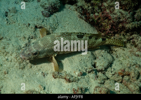 Maldive Faadhippolhu Atoll da Fushi Faru un unto cernia Epinephelus Tauvina sul fondale marino Foto Stock