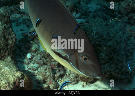 Maldive Faadhippolhu Atoll da Fushi Faru una notte Surgeonfish Acanthurus Thompsoni Foto Stock