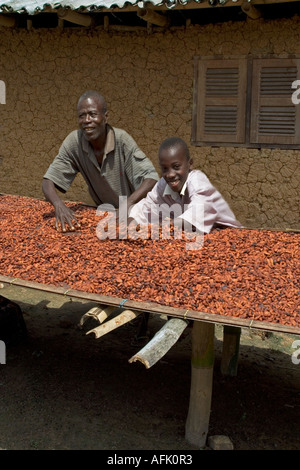 Fatto fermentare le fave di cacao viene girato mentre viene essiccato in Ghana Africa occidentale Foto Stock