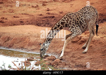 Un Masai giraffe bevande in corrispondenza di un foro per l'acqua a Tsavo ovest del Parco Nazionale, in Kenya. Foto Stock