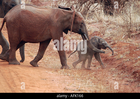 Un elefante mucca guide per i suoi tre settimana vitello vecchia attraversare una strada nel Tsavo National Park in Kenya. Foto Stock