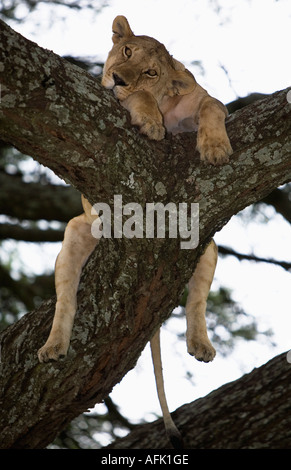 Leonessa in appoggio su una struttura Serengeti National Park è una zona di pascoli e boschi in Repubblica Unita di Tanzania Foto Stock