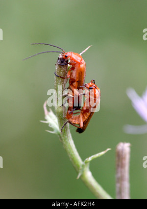 Soldato coleotteri, accoppiamento, Rhagonycha sp. su un ramoscello nel bosco Foto Stock