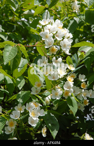 Rosa Filipes Kiftsgate rosa Foto Stock