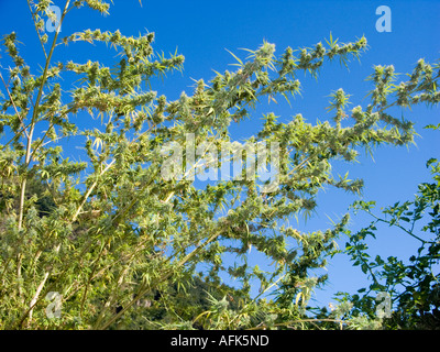 Piante di MARIJUANA nepalesi di cannabis cannabis sativa foglie verdi di canapa droghe stupefacenti vietato himalaya NEPAL plantage Himalaya Foto Stock