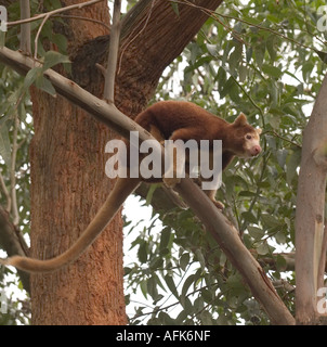 TREE KANGAROO PRESSO LO ZOO DI ADELAIDE, AUSTRALIA MERIDIONALE, Foto Stock