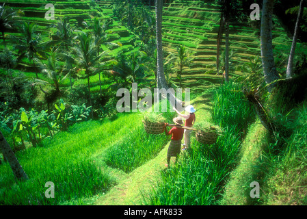 Coltivatore di riso e il turista su una collina accanto a terrazze di riso sull'isola di Bali in Indonesia Modello rilasciato Image Foto Stock
