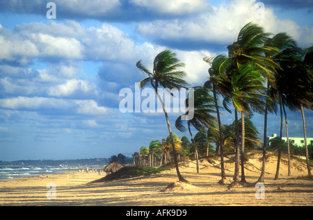 Palme sulla spiaggia a Playa del Este vicino a L'Avana Cuba Caraibi Foto Stock