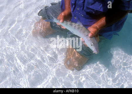 L'uomo azienda bonefish albula vulpes catturati durante la pesca con la mosca in Belize Caraibi Modello rilasciato foto Foto Stock