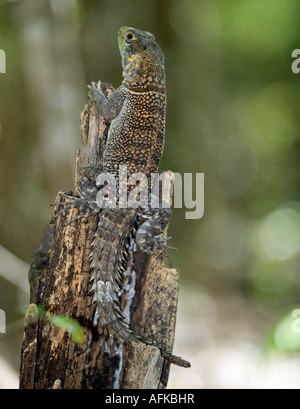 Un collare (Iguanid Oplurus cuvieri) in Kirindy National Park. Questi spinoso-tailed iguanidi sono comuni in secco del sud. Foto Stock