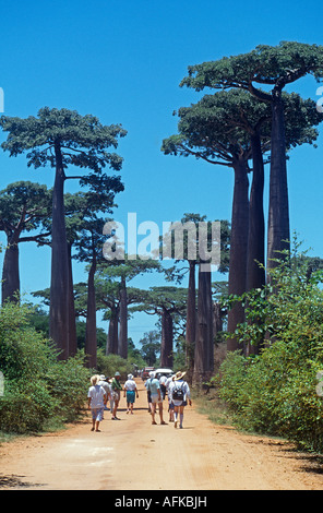 Un gruppo di turisti a piedi lungo il viale di boababs Foto Stock