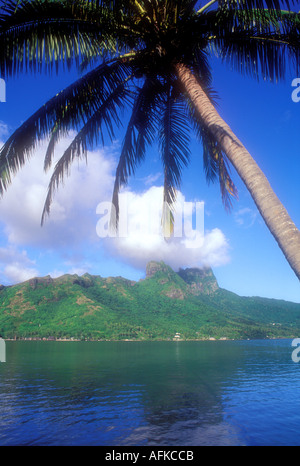 Palm tree su acqua in cuochi Bay sull'Isola di Moorea Tahiti Oceano Pacifico del Sud Polinesia Francese Foto Stock
