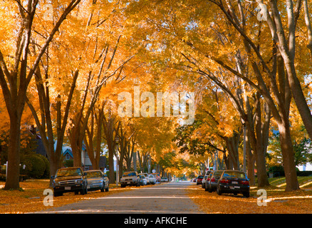 Alberato Viale terrazza con la caduta delle foglie di Milwaukee, Wisconsin USA Foto Stock