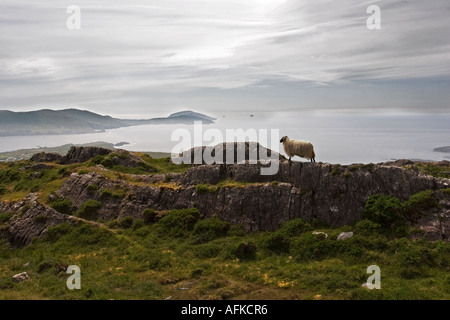 Lone pecore il rilevamento della scena affacciato sulla Baia di Ballydonegan, Allihies, County Cork, Irlanda Foto Stock