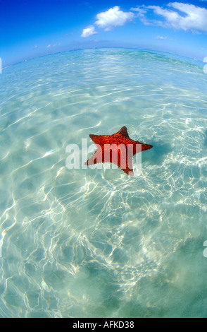 Stella di mare rosso e l'oceano orizzonte in Cancun Messico Caraibi Foto Stock