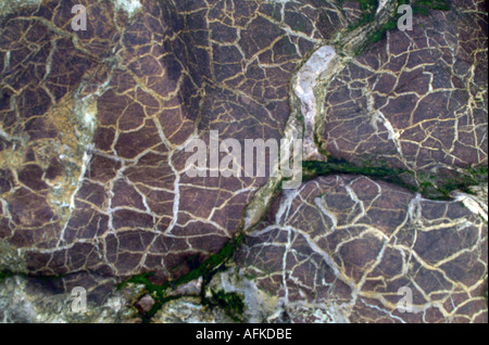 Diaspro venato affioramento sulla spiaggia in Galles del Nord Europa REGNO UNITO Foto Stock