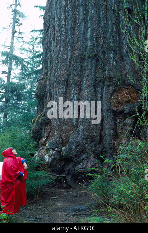 Escursionista cercando Red Creek Douglas Fir (Pseudotsuga menziesii) vicino a Port Renfrew, BC, Isola di Vancouver, British Columbia, Canada Foto Stock