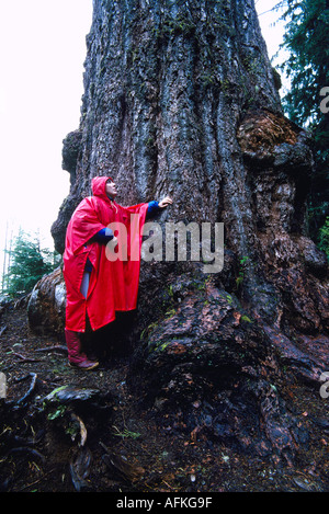 Escursionista cercando Red Creek Douglas Fir (Pseudotsuga menziesii) vicino a Port Renfrew, BC, Isola di Vancouver, British Columbia, Canada Foto Stock