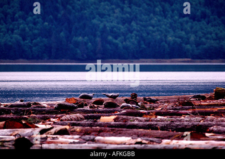 Le guarnizioni di tenuta del porto (Phoca vitulina richardsi) crogiolarsi sul braccio di Log in Oceano Pacifico, Northern BC, British Columbia, Canada Foto Stock