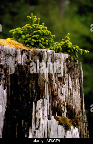 Un allattamento di conifere albero che cresce al di fuori di un decomponendo il ceppo di albero in British Columbia Canada Foto Stock