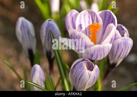 Fioritura di crocus rigato fiori viola e bianco Foto Stock