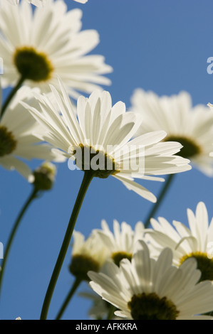 White Oxeye Daisy (leucanthemum vulgare) contro il profondo cielo blu, Foto Stock
