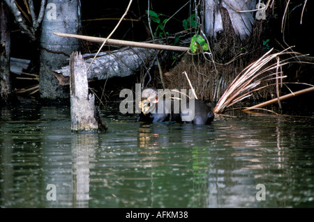 MO gigante3-125 Lontra di fiume alimentazione vicino a Palmi Foto Stock