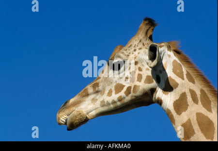 La giraffa testa (Giraffa camelopardalis) contro un cielo blu. Foto Stock