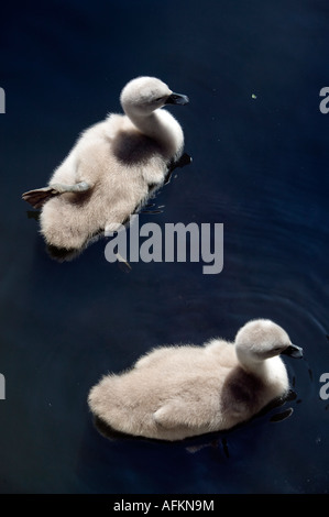 Due cygnets baby cigni nuotare nel fiume Stour Sudbury Suffolk in Inghilterra Foto Stock