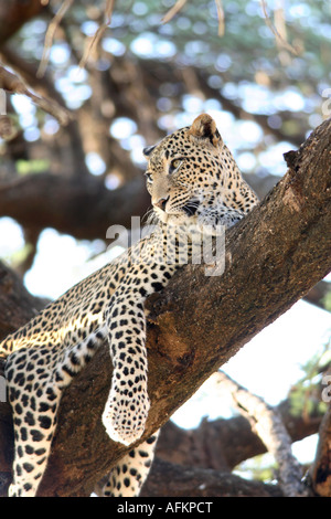 Ritratto di leopard sul ramo Foto Stock