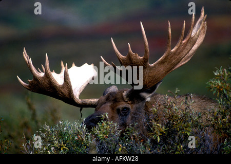 MM-34 BULL alci in salici Foto Stock