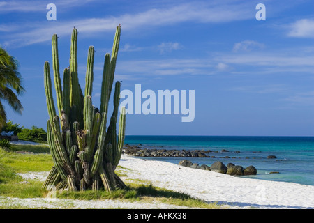 Cactus vicino Malmok beach di Aruba Foto Stock