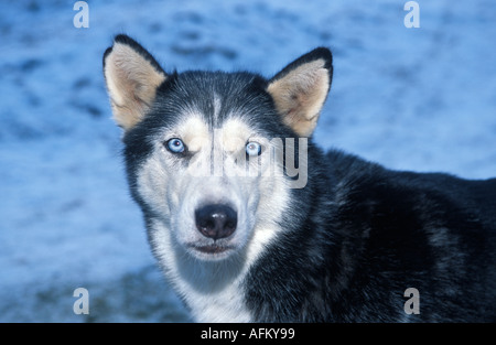 Husky siberiano Foto Stock