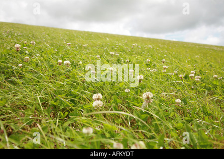 Prato in South Downs appena fuori di Brighton Inghilterra Foto Stock