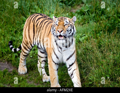 Panthera tigris altaica Foto Stock