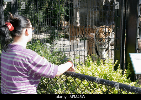 Indiana LaPorte County, Michigan City, Washington Park Zoo, gabbia delle tigri, IN070902011 Foto Stock