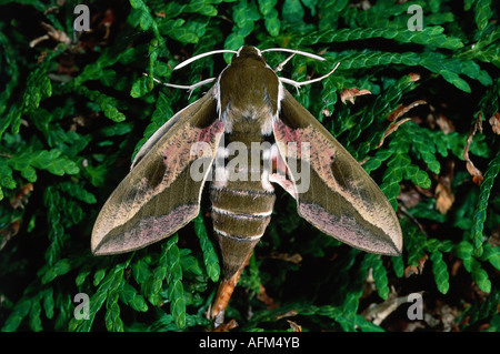 Zoologia / animali, insetti, Sphingidae, Euforbia Hawkmoth (Hyles euphorbiae), su impianto, distribuzione: Europa Centrale, Meridionale Euro Foto Stock